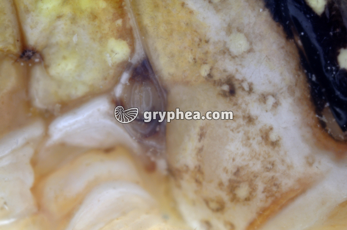 Respiration chez le Criquet - Orifice respiratoire (stigmate thoracique) x8 - gryphea.com